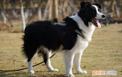 ?边境牧羊犬什么颜色贵