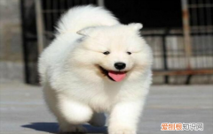 ?萨摩耶智商排第几