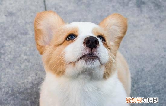 柯基感冒了怎么办 两个月柯基感冒了怎么办