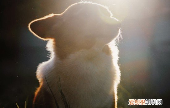 柯基怀孕一个月 柯基怀孕一个月有点拉稀怎么办