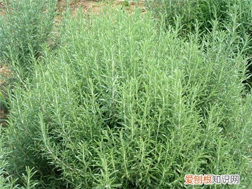 有香味的植物有哪些 什么植物不适合摆放在卧室
