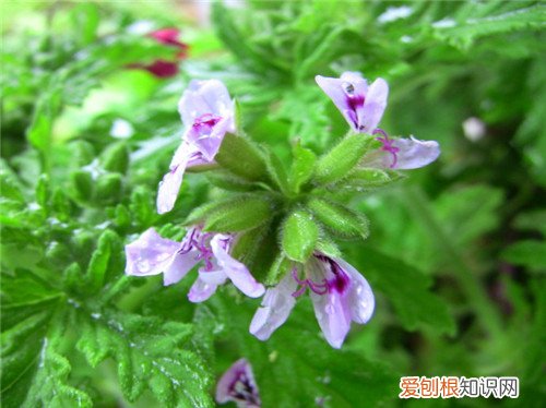 有香味的植物有哪些 什么植物不适合摆放在卧室