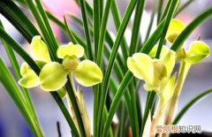 兰花多少钱一株 什么品种的兰花比较名贵