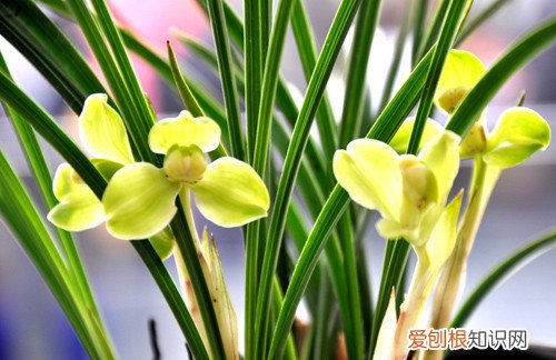 兰花多少钱一株 什么品种的兰花比较名贵