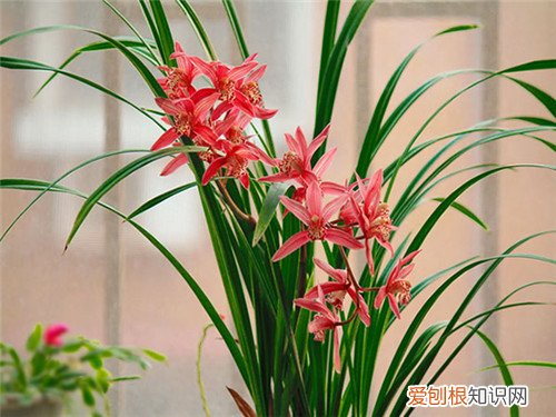 兰花多少钱一株 什么品种的兰花比较名贵