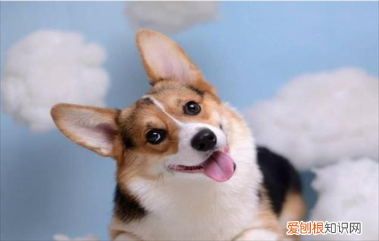 ?狗怎么算年龄的