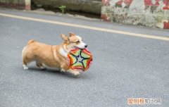 柯基怀孕注意事项 柯基怀孕要准备什么
