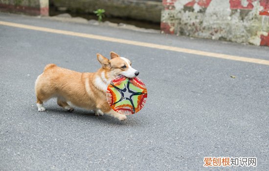 柯基怀孕注意事项 柯基怀孕要准备什么