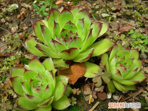 观音莲花养殖方法 观音莲花有毒吗