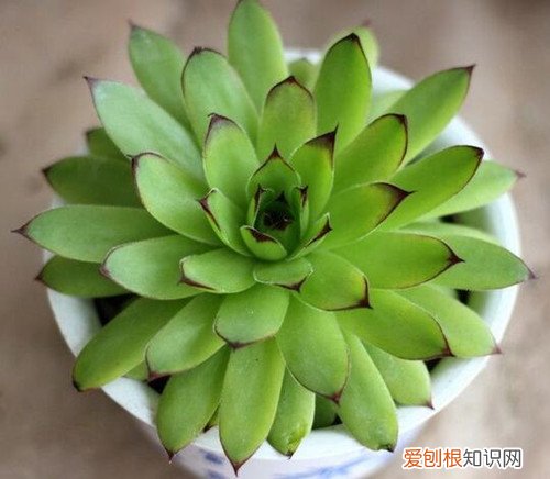 观音莲花养殖方法 观音莲花有毒吗