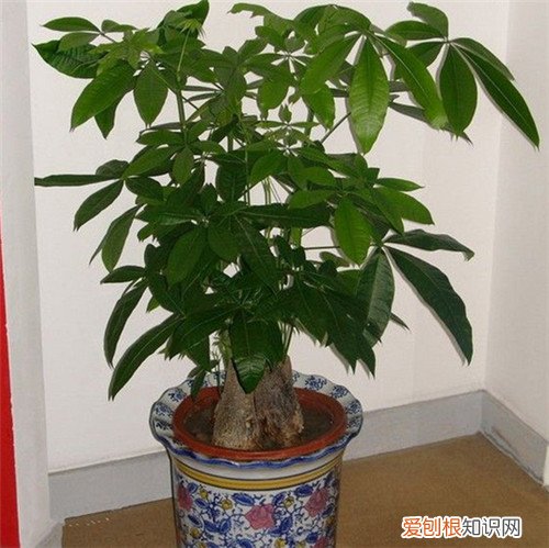 发财树的花语是什么什么场合适合送发财树