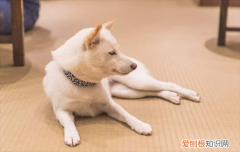 ?白色柴犬有什么缺陷吗
