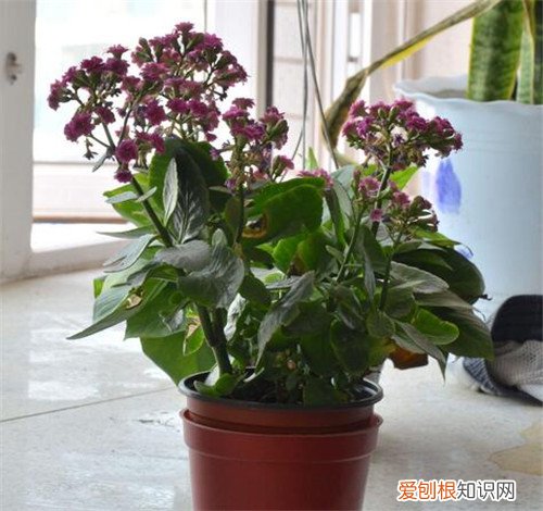 长寿花夏天怎么养 长寿花有什么作用