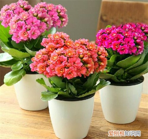 长寿花夏天怎么养 长寿花有什么作用