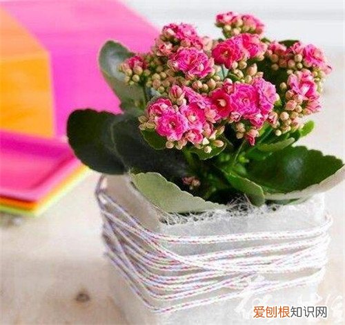 长寿花夏天怎么养 长寿花有什么作用