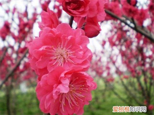 红梅树苗的价格是多少 红梅花一般什么时候开花