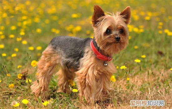 约克夏和玛尔济斯区别 约克夏与马尔济斯的区别