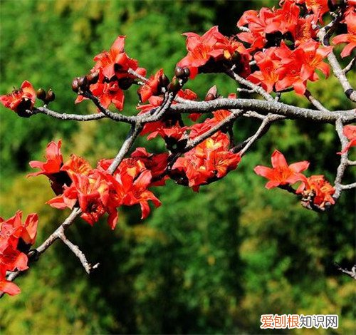 木棉花的花语 木棉花什么时候开