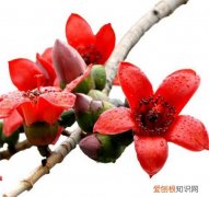 木棉花的花语 木棉花什么时候开