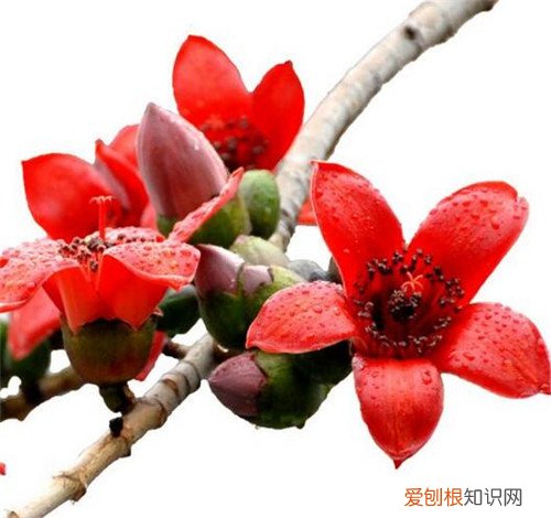 木棉花的花语 木棉花什么时候开