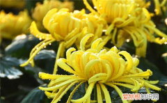 8月开什么花8月常见的花卉有哪些
