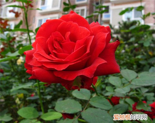 8月开什么花8月常见的花卉有哪些