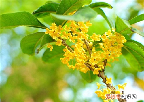 8月开什么花8月常见的花卉有哪些
