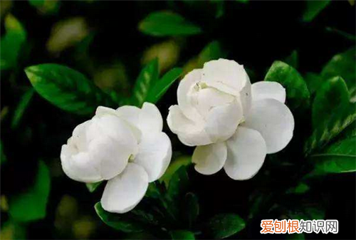 8月开什么花8月常见的花卉有哪些