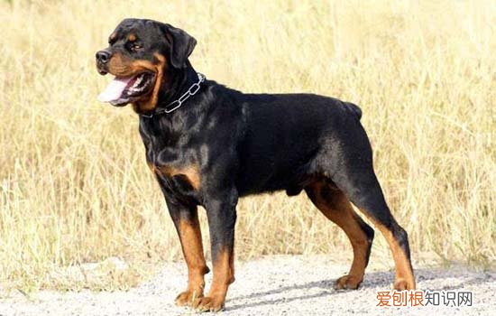 黑色拉布拉多幼犬怎么看纯不纯的 黑色拉布拉多幼犬怎么看纯不纯