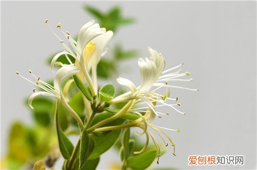 金银花的功效与作用 脾胃虚寒的患者服用要慎重