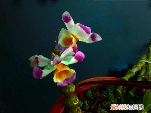 可以食用的花有哪些 可以吃的花图片及名字