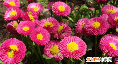 太阳花种植要注意什么种植太阳花的方法