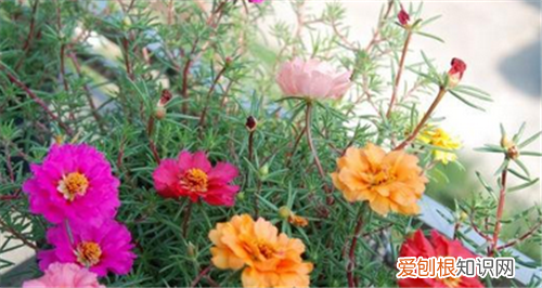 太阳花种植要注意什么种植太阳花的方法