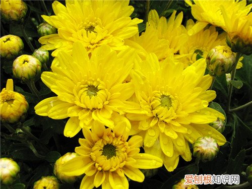 黄菊花的功效与作用这三类人千万别喝菊花茶