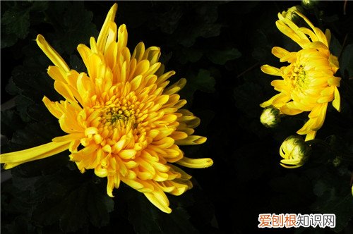 黄菊花的功效与作用这三类人千万别喝菊花茶