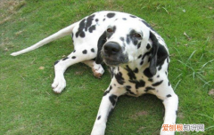?大麦町犬为什么禁养