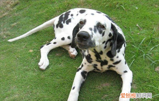 ?大麦町犬为什么禁养