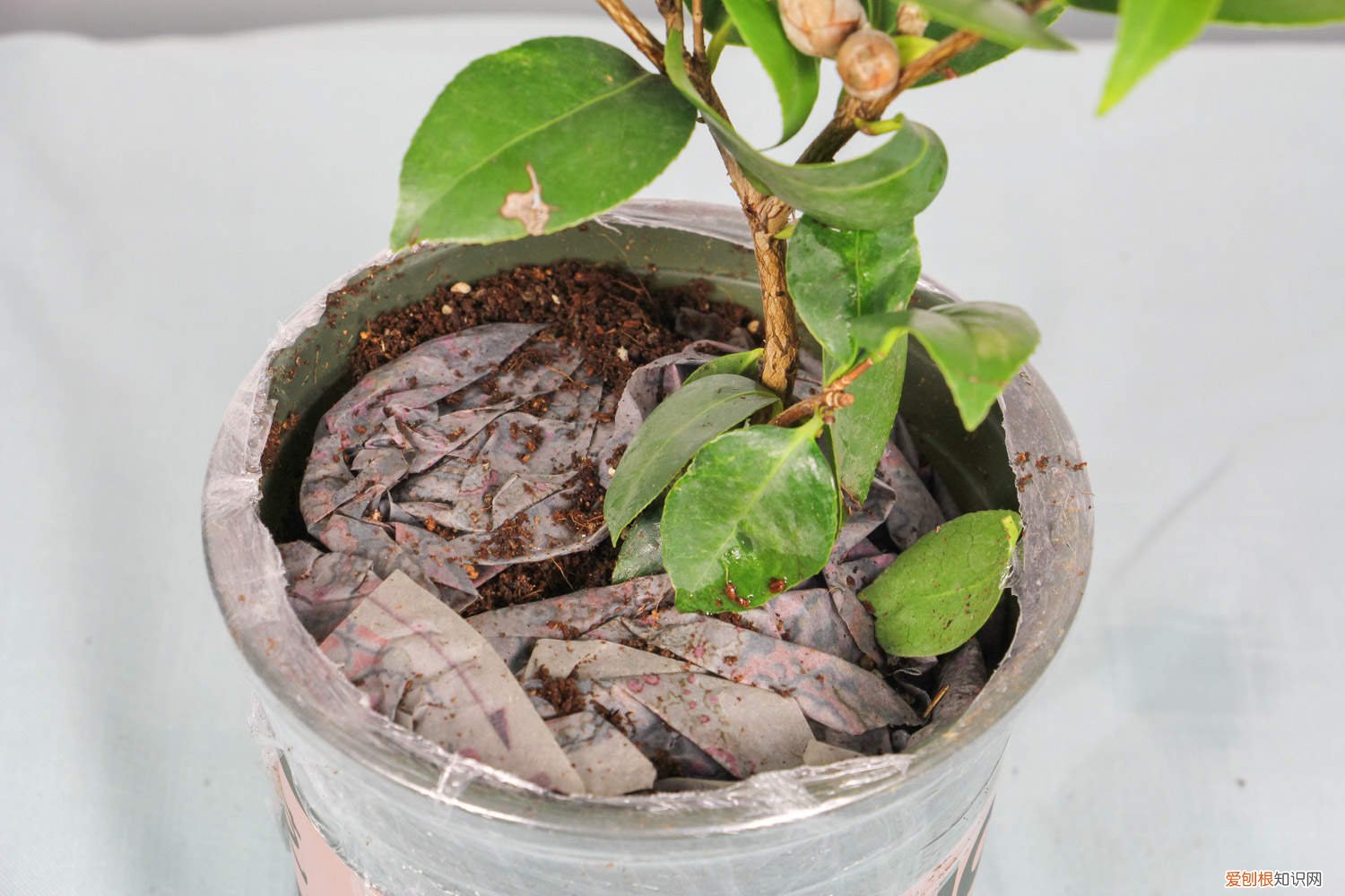 香妃茶花掉花苞是怎么回事 茶花掉花苞是怎么回事
