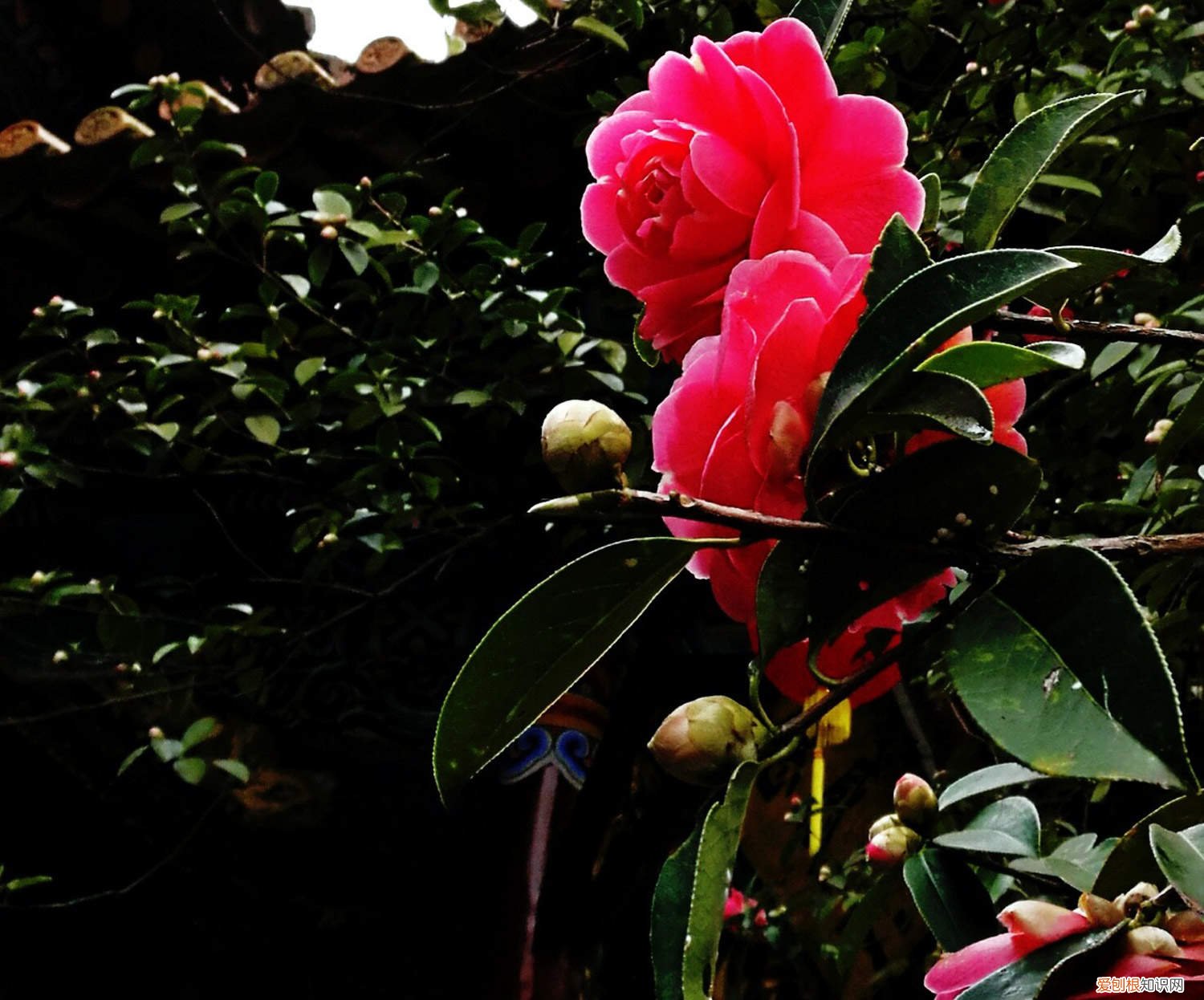 香妃茶花掉花苞是怎么回事 茶花掉花苞是怎么回事