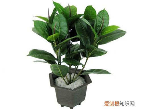 橡皮树的作用有哪些 橡皮树可以养在室内吗