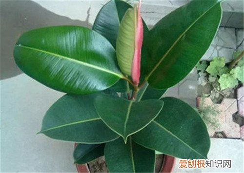 橡皮树的作用有哪些 橡皮树可以养在室内吗