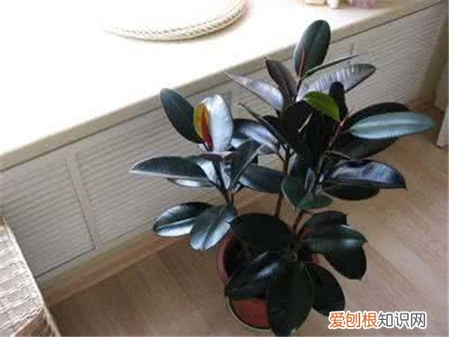橡皮树的作用有哪些 橡皮树可以养在室内吗