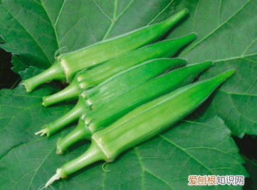 补肾草长什么样 补肾草的营养价值介绍