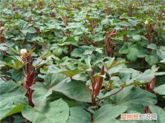 补肾草长什么样 补肾草的营养价值介绍