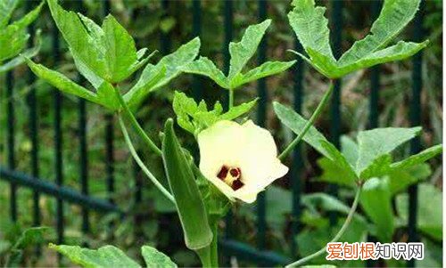 补肾草长什么样 补肾草的营养价值介绍