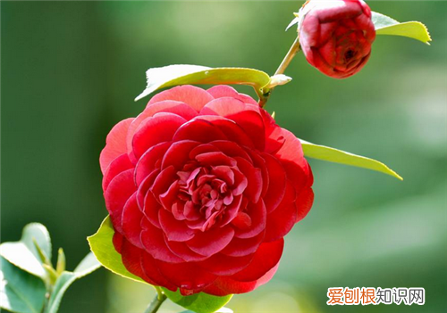 山茶花的花语是什么 山茶花有什么寓意