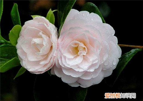 山茶花的花语是什么 山茶花有什么寓意