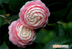 山茶花的花语是什么 山茶花有什么寓意