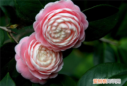 山茶花的花语是什么 山茶花有什么寓意
