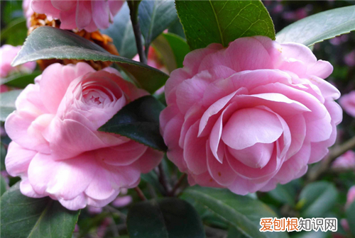 山茶花的花语是什么 山茶花有什么寓意